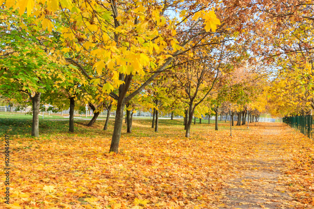 Naklejka premium Alley with yellow maple trees in a city park at autumn