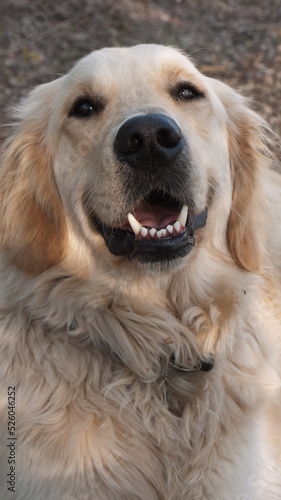 adorable, animal, beautiful, breed, brown, canine, cheerful, companion, cute, dog, doggy, domestic, enthusiasm, expression, face, friend, friendly, front, fur, furry, golden, golden retriever, happy,  © Henk Vrieselaar