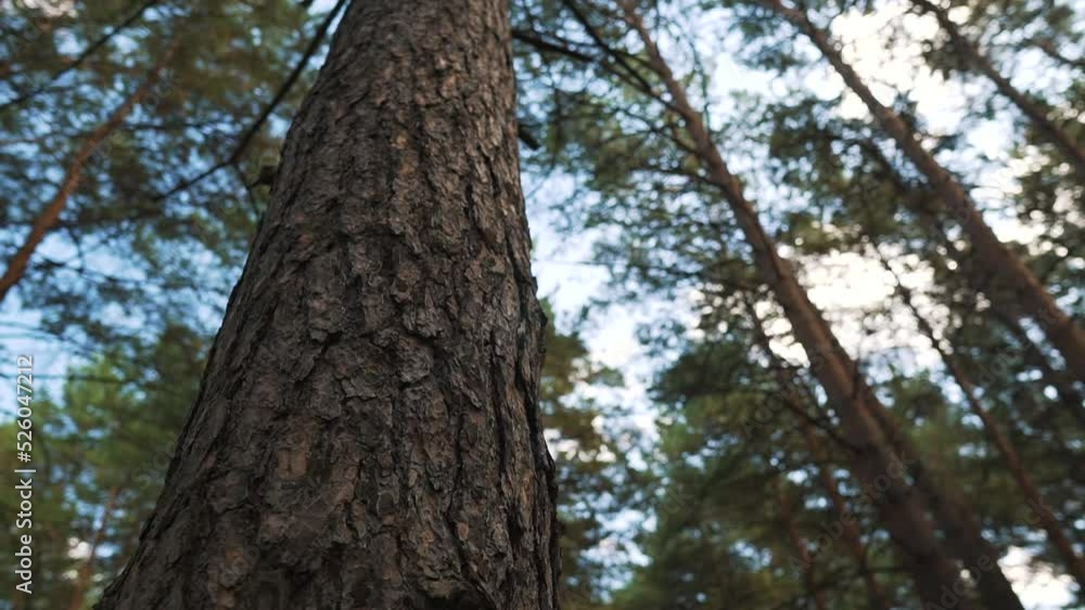 Pine plant forest for logging, firewood, bottom view. Coniferous wood with long tree trunks for timber in a bright, sunny day with blue sky. Low angle panorama. Pine plant forest for logging, firewood, bottom view. Coniferous wood with long tree trunks for timber in a bright, sunny day with blue sky. Low angle panorama.