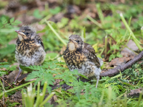 Two fieldfare chicks, Turdus pilaris, have left the nest and are sitting on the spring lawn. Fieldfare chicks sit on the ground and wait for food from its parents.