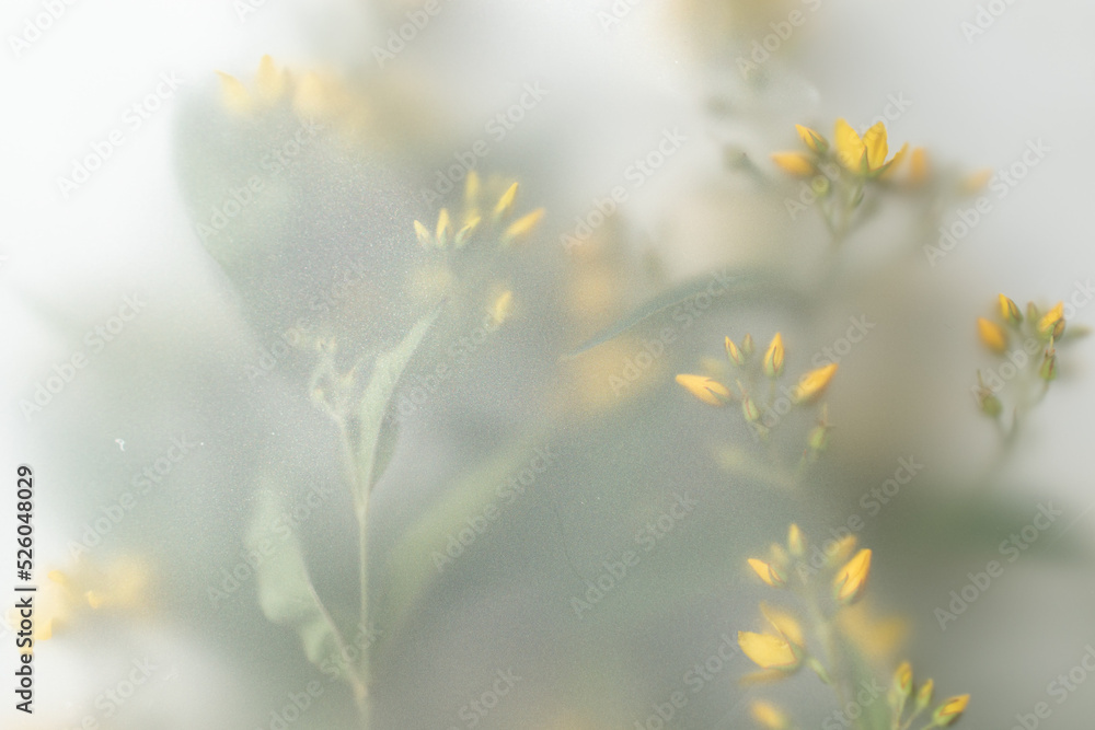Artistic image. Photograph of flowers under matte mica. Summer season concept. Horizontal background with spots. Blurred floral background of yellow flowers. Place to place text. defocused