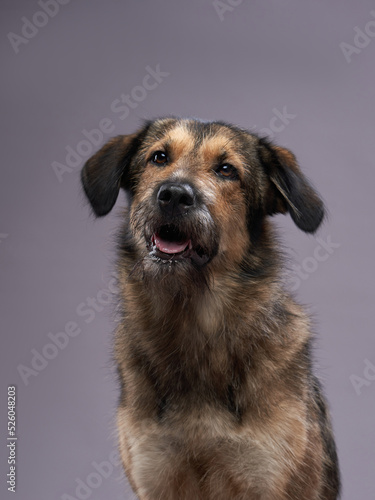 purebred dogs  mix of breeds on a gray background. Charming  long-haired