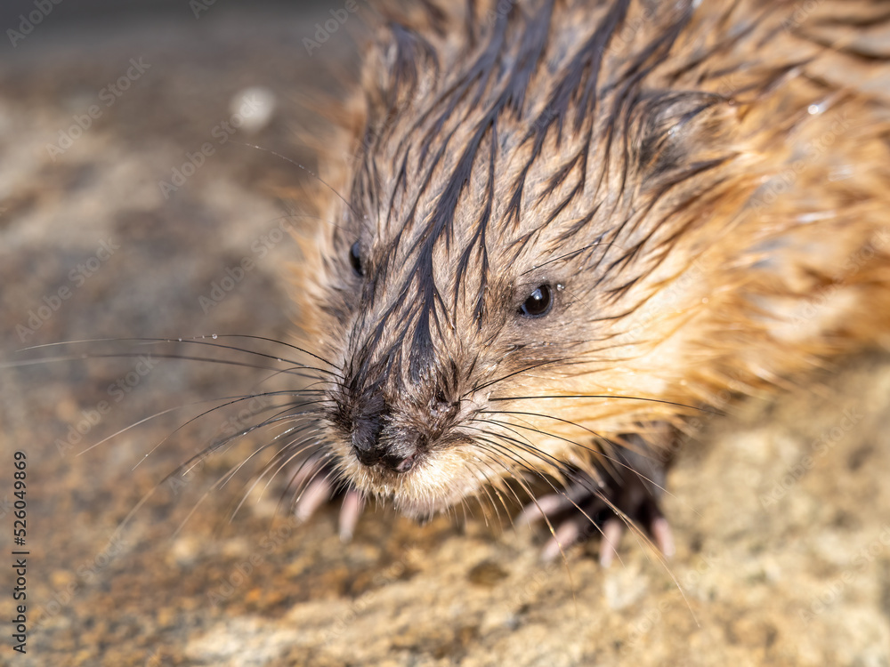 Portrait of a muskrat, ondatra zibethicus, rodent found in wetlands Portrait of a muskrat, ondatra zibethicus, rodent found in wetlands