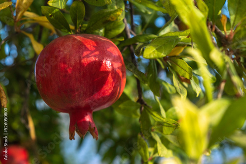Pomegranate fruit on the background of green leaves. Traditional symbol of Jewish holiday Rosh Hashanah.