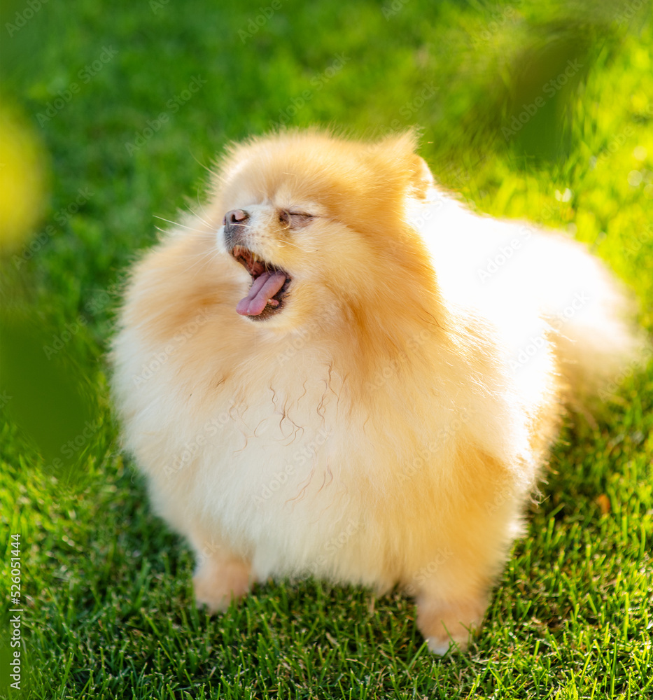 A small fluffy dog breed Pomeranian red color sitting and yawning funny on the lawn at home in the summer