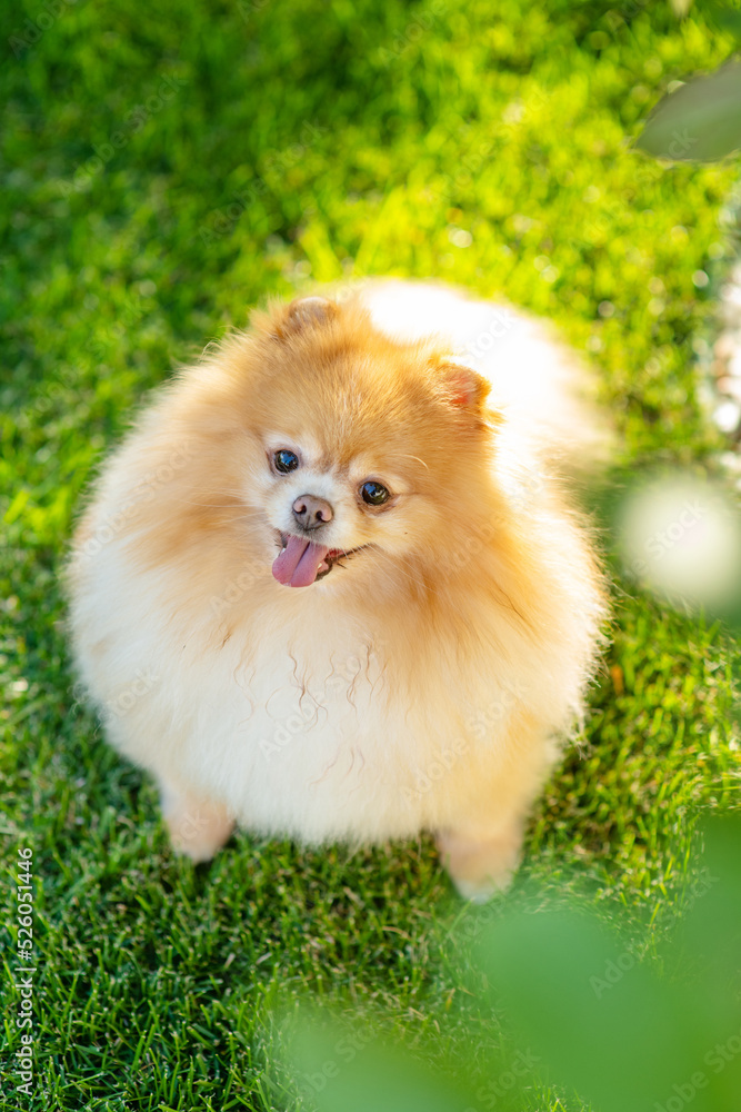 Small fluffy dog breed pomeranian red color sitting on the lawn at home in summer Small fluffy dog breed pomeranian red color sitting on the lawn at home in summer