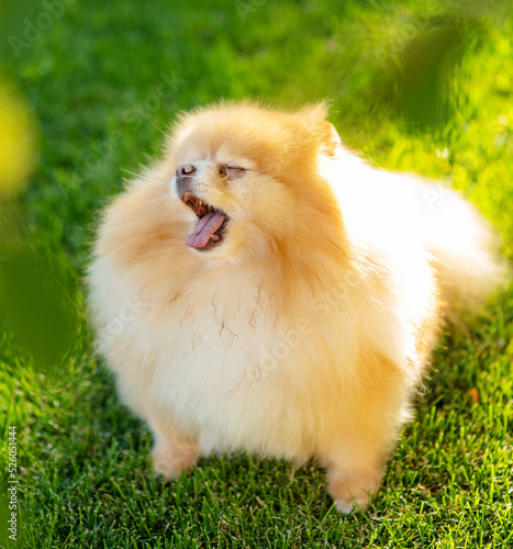 Fototapeta Naklejka Na Ścianę i Meble -  A small fluffy dog breed Pomeranian red color sitting and yawning funny on the lawn at home in the summer