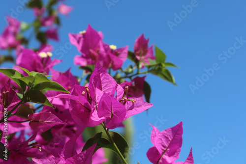 Bougainvillea - popular ornamental plant. Small pink flower and papery bracts. Bougainvillea spectabilis flowers against blue sky