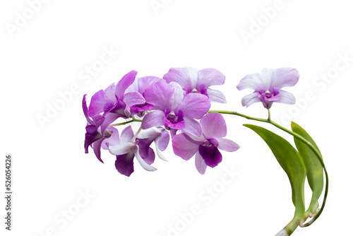 Purple orchid flower bouquet bloom in the garden isolated on white background included clipping path.