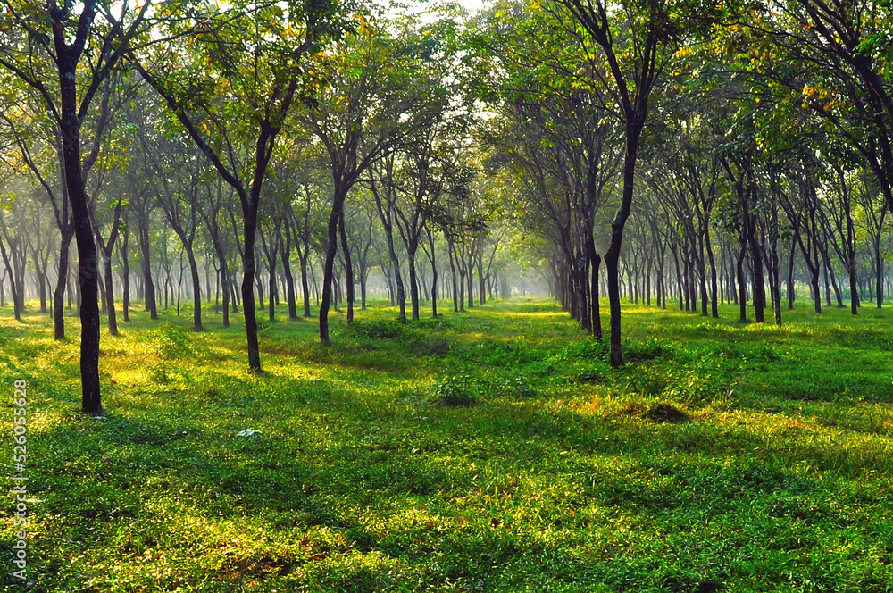 Fototapeta premium morning in the forest ( rubber forest in Bogor, West Java, Indonesia )
