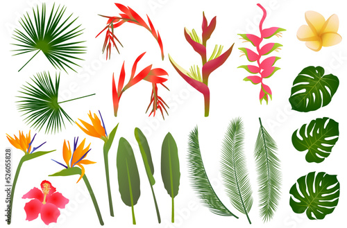 Tropical flowers exotic leaves vector jungle collection. Strelitzia, hibiscus, billbergia, frangipani, heliconia tropical flowers,  monstera leaves, palm exotic foliage. Jungle ikebana plants set.