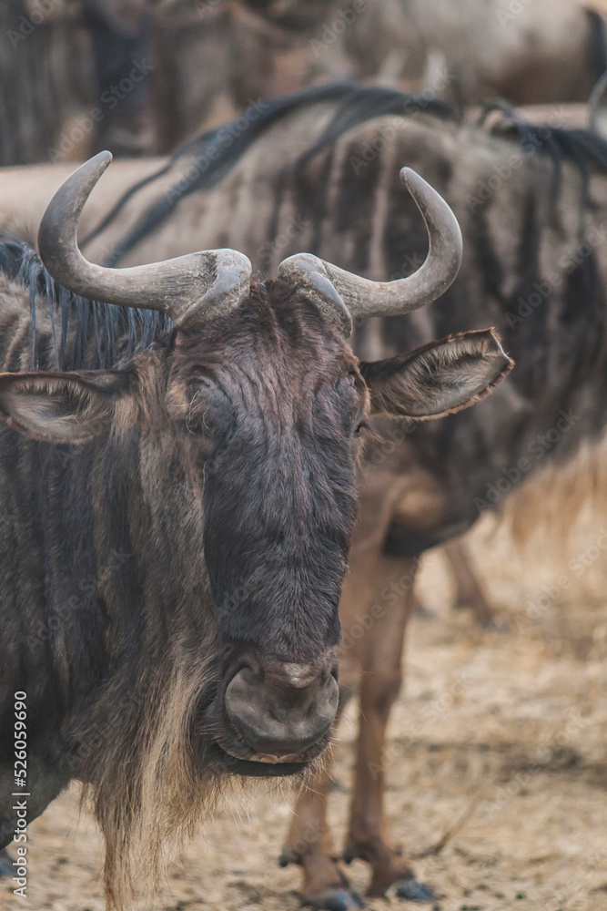 Gnu in der afrikanischen Savanne. Portrait, Fokus auf dem Kopf und Gesicht. Ansicht von vorne. Langes Gesicht, gebogene Hörner. Gnu in der afrikanischen Savanne. Portrait, Fokus auf dem Kopf und Gesicht. Ansicht von vorne. Langes Gesicht, gebogene Hörner.