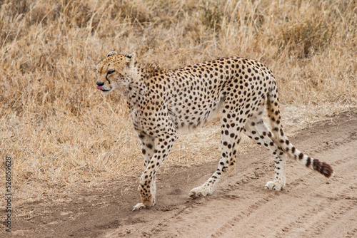 Gepard läuft durch die afrikanische Savanne auf einem schmutzigen Tretpfad. Ganzkörperfoto, Ansicht von der Seite. Raubkatze auf der Jagd. Trockenes hohes Gras im Hintergrund. © Anne