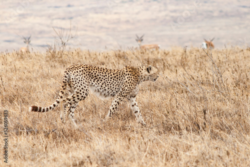 Gepard läuft durch die afrikanische Savanne. Ganzkörperfoto, Ansicht von der Seite. Raubkatze auf der Jagd. Trockenes hohes Gras im Hintergrund und weite Steppenlandschaft. © Anne