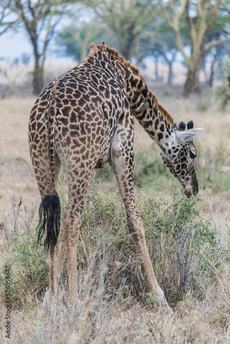 Giraffe grasend in der afrikanischen Savanne. Kopf zum Boden gesenkt. Ganzk  rperaufnahme von hinten. B  ume und Steppenlandschaft im Hintergrund.