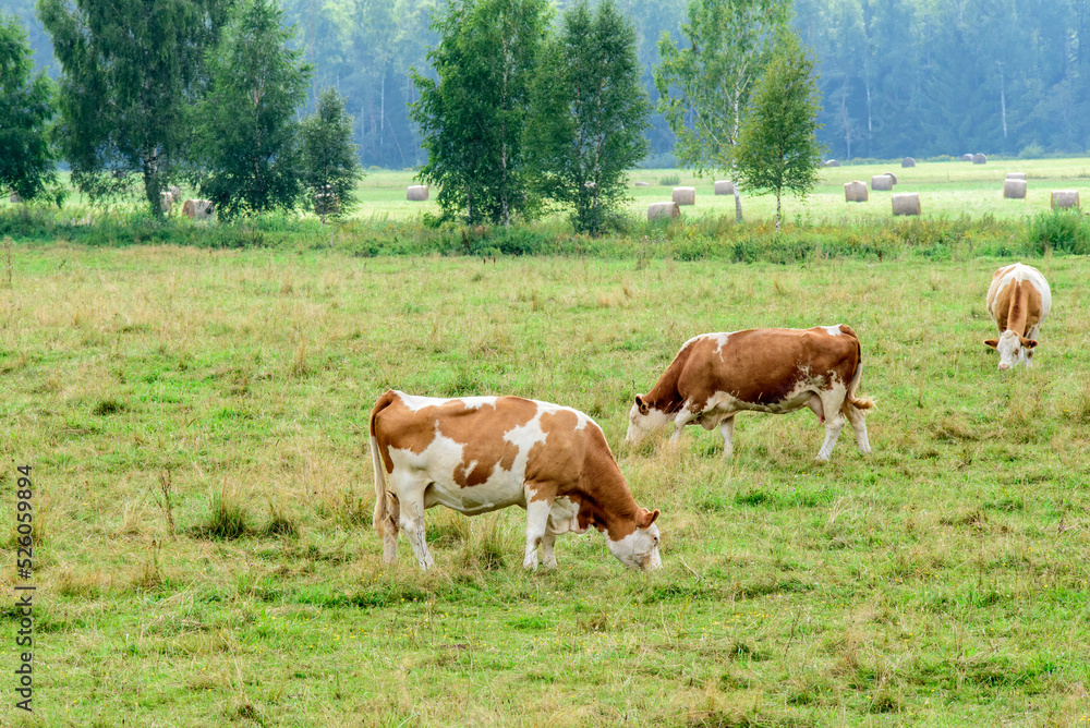 mottled cows eating grass in a field with calves on a cloudy summer day mottled cows eating grass in a field with calves on a cloudy summer day
