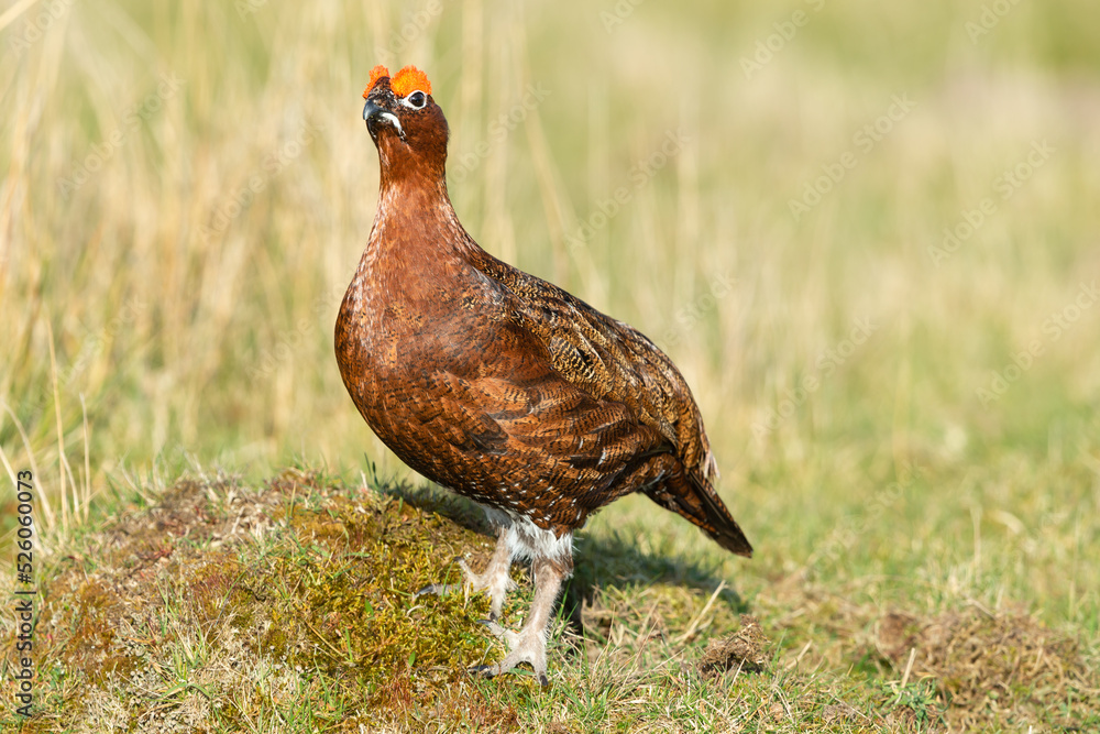 Close up of a Red Grouse male in early Springtime, displaying his vivid red eyebrows during the breeding season. Scientific name: Lagopus lagopus. Facing left. Horizontal, Copy space. Close up of a Red Grouse male in early Springtime, displaying his vivid red eyebrows during the breeding season. Scientific name: Lagopus lagopus. Facing left. Horizontal, Copy space.