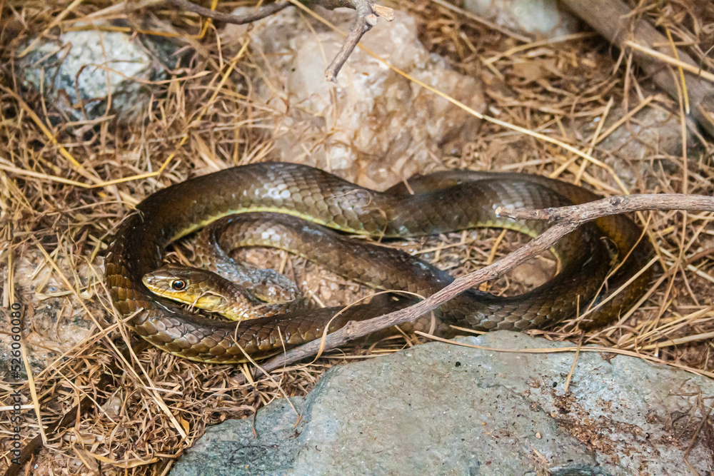 Braune Schlange liegt zwischen Steinen. Trockenes Gras auf dem Boden. Afrikanische Savanne.