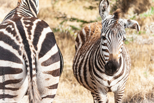 gro  es zebra von hinten und kleines Zebra von vorne.  stehen in afrikanischer savanne. nah heran gezoomt.
