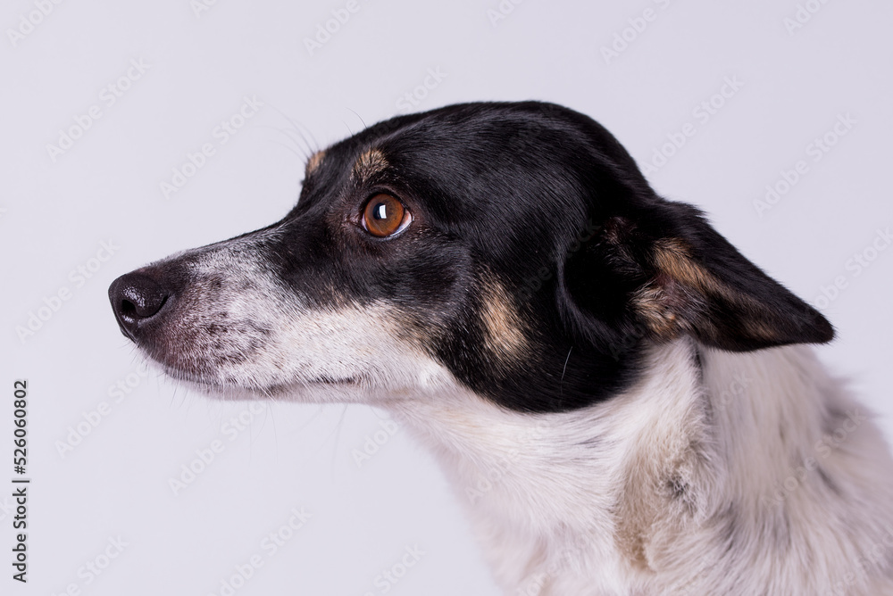 the portrait of happy Mongrel, Mutt  Dog