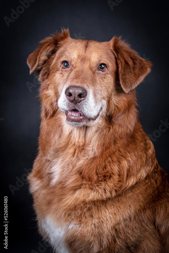 the portrait of happy Mongrel, Mutt Dog