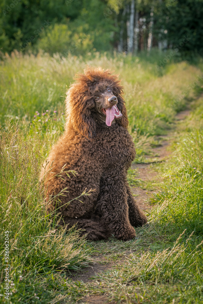 the outsiade portrait of the giant brown poodle dog