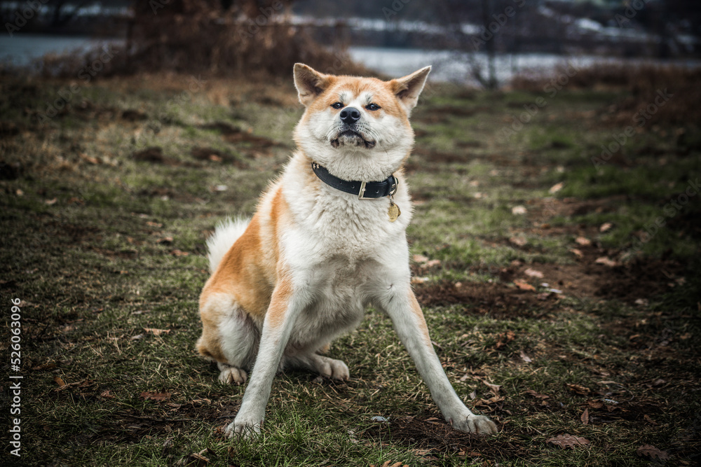 Short winter trip with Akita Inu. Short winter trip with Akita Inu.