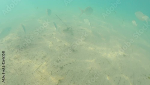 Diving Into Clear Waters Of Fuerteventura Island With Beautiful Fishes Swimming In Canary Island, Spain. POV photo