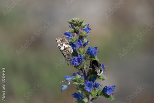 Grayling (Hipparchia semele)  and bumble bee on flower photo