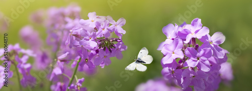 Butterfly flies over wild purple flowers in grass in rays of sunlight.