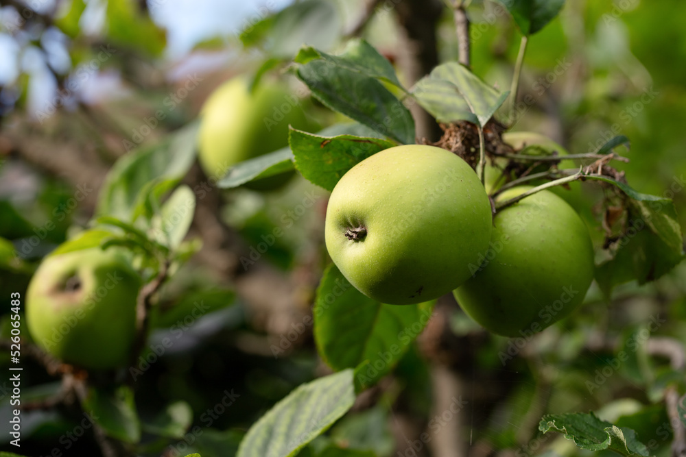 Green apples on tree, apple bunch 