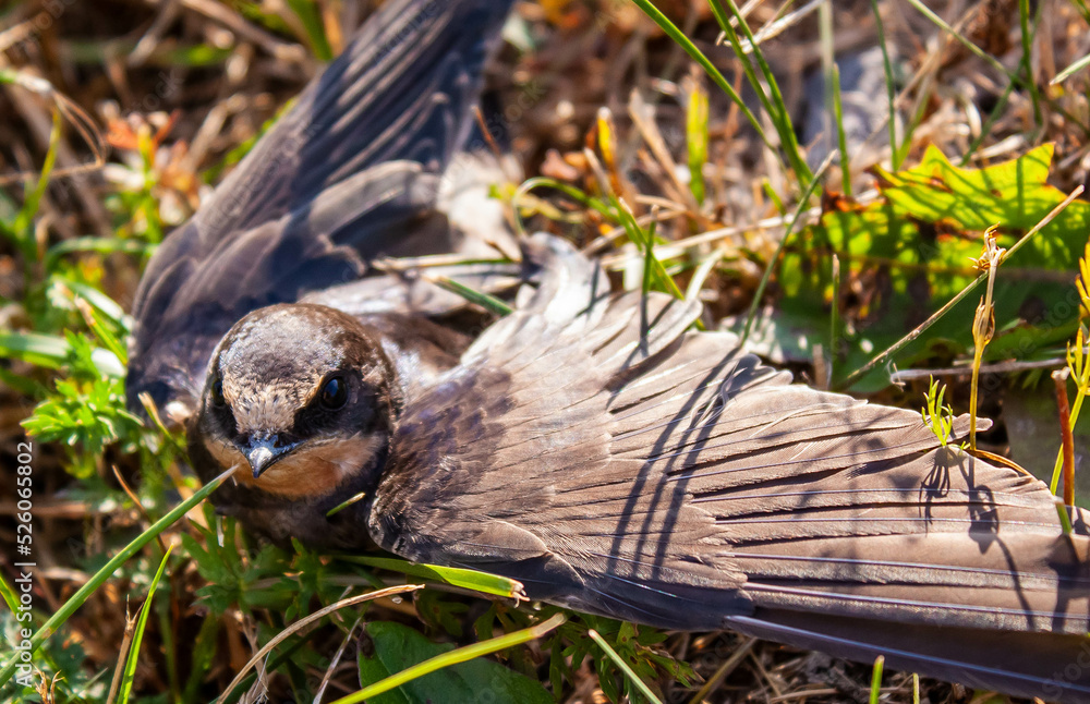Fototapeta premium A swallow with a broken wing. Ласточка с подбитым крылом. 