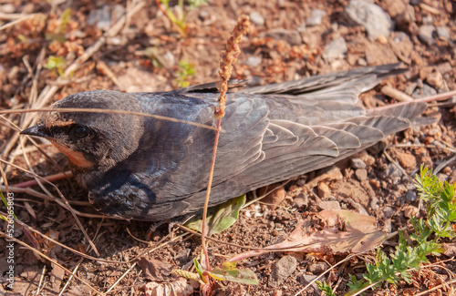 A swallow with a broken wing.
Ласточка с подбитым крылом.  photo