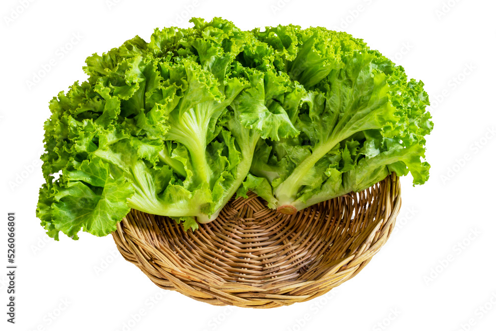 Healthy food salad lettuce in the basket isolated on white background close up. Healthy food salad lettuce in the basket isolated on white background close up.