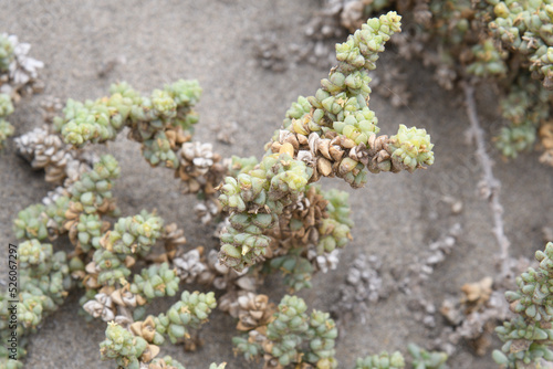 Close-up of Traganum moquinii photo