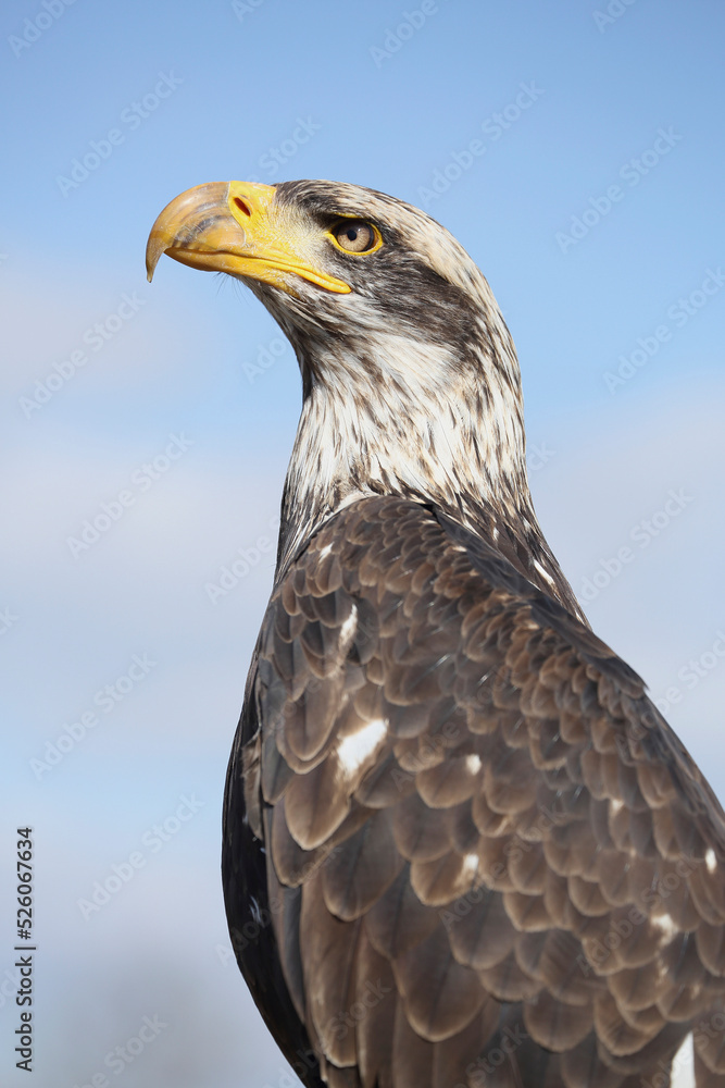 A portrait of a Bald Eagle against a blue sky
A portrait of a Bald Eagle against a blue sky
