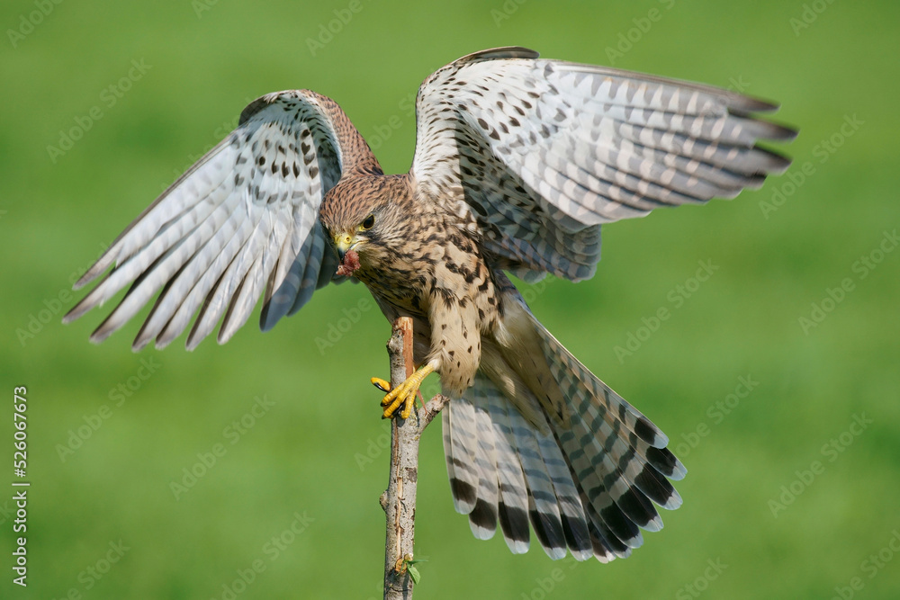 Fototapeta premium A Common Kestrel landing at the edge of a meadow 