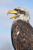 A portrait of a Bald Eagle against a blue sky calling out loud
