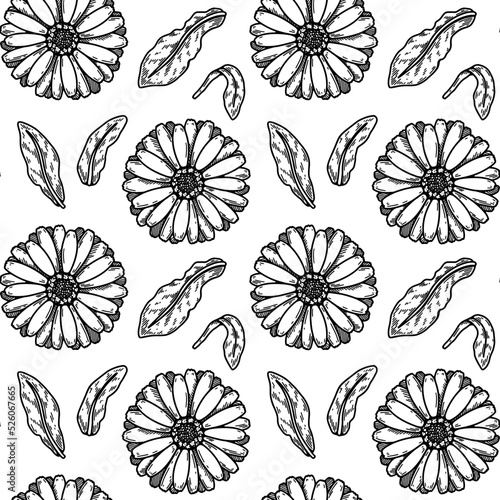 Hand drawn calendula seamless pattern. Medicinal plant botany design. Vector illustration in sketch style