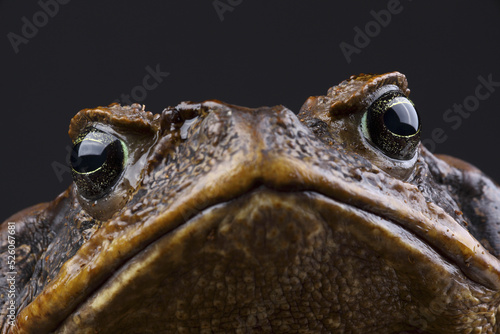 A portrait of a Cane Toad against a black background 