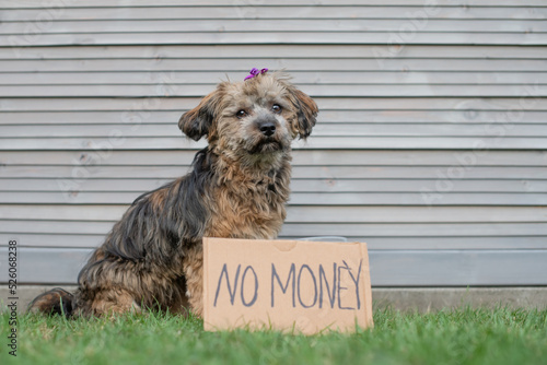 Bettelnder Bolonka Hund sitzt auf der Wiese. Vor dem Hund ein Schild mit den Worten no money. 