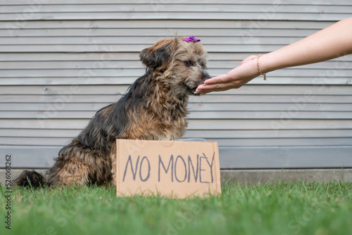 Bettelnder Bolonka Hund sitzt auf der Wiese. Vor dem Hund ein Schild mit den Worten no money. 