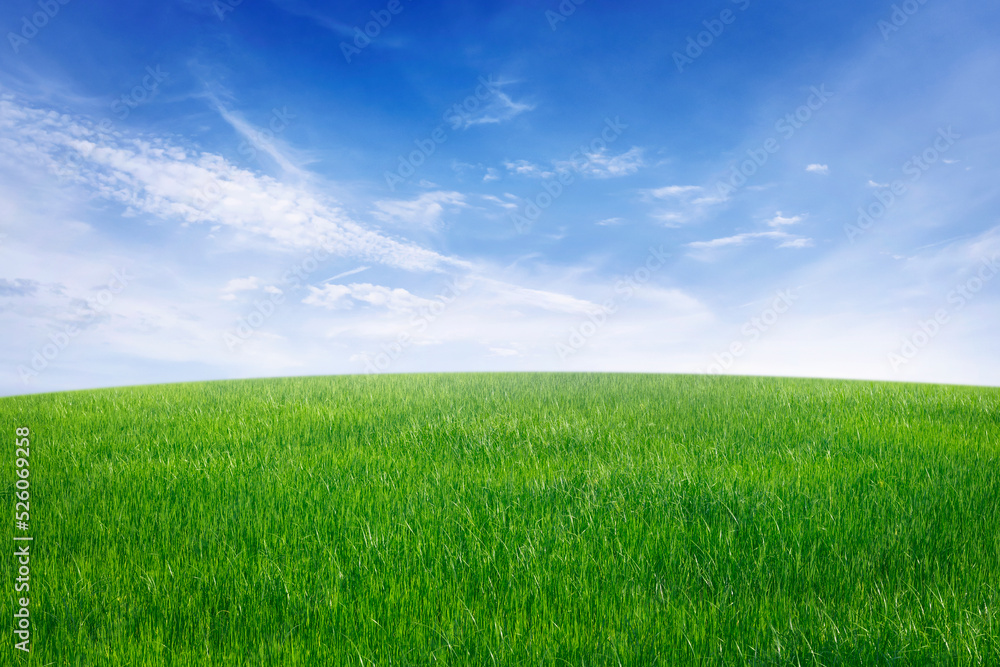 green grass field with blue sky ad white cloud. nature landscape background