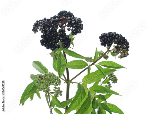 Danewort, dwarf elder plant with elderberries and leaves on twig isolated on white (sambucus ebulus)