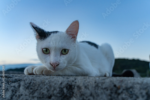 夕方の海岸でこちらを見つめる野良猫