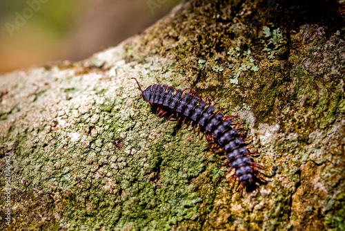 Centipede insect in Machu Picchu area Peru .Fauna of Soth America. © 279photo