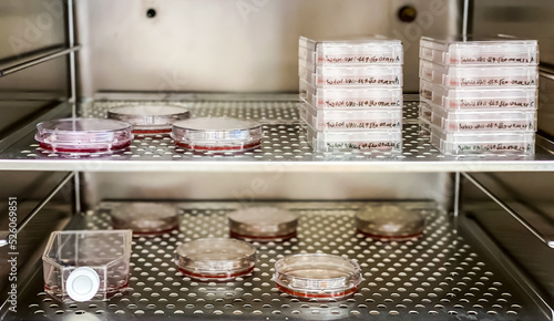 Canvas Print Cell culture incubator with multiple cell culture vessels, flasks, dishes and plates