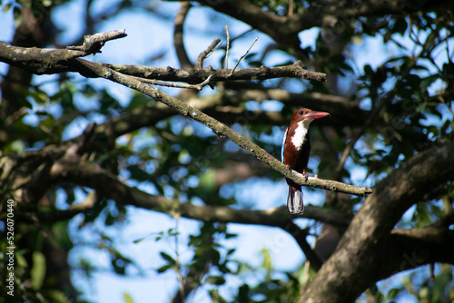 Kingfisher bird sitting on a branch