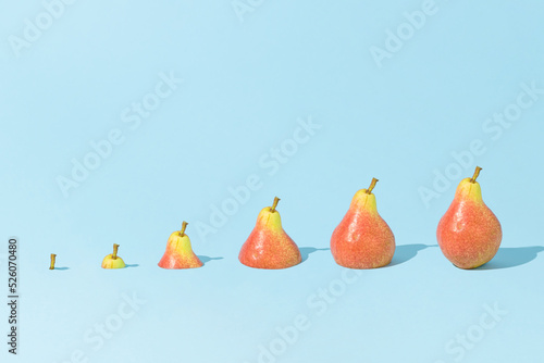 Tablou pe pânză Fresh ripe organic pears ascending size order, showing up from bright blue background