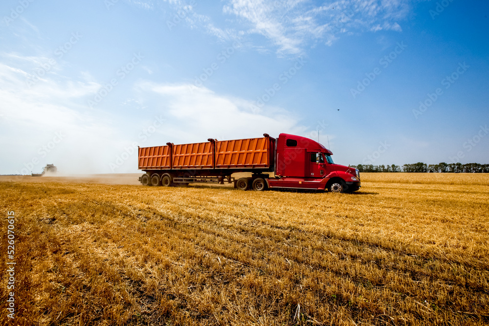 Fototapeta premium Grain harvesters working in wheat and rye field. Agriculture background. Harvest season